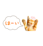 茶トラ 省スペース 吹き出し スタンプ（個別スタンプ：4）
