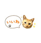 茶トラ 省スペース 吹き出し スタンプ（個別スタンプ：5）