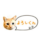 茶トラ 省スペース 吹き出し スタンプ（個別スタンプ：6）