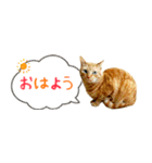 茶トラ 省スペース 吹き出し スタンプ（個別スタンプ：7）