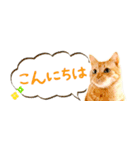 茶トラ 省スペース 吹き出し スタンプ（個別スタンプ：8）