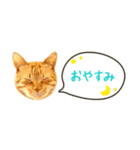 茶トラ 省スペース 吹き出し スタンプ（個別スタンプ：9）