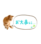 茶トラ 省スペース 吹き出し スタンプ（個別スタンプ：10）