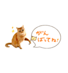 茶トラ 省スペース 吹き出し スタンプ（個別スタンプ：11）