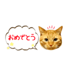 茶トラ 省スペース 吹き出し スタンプ（個別スタンプ：12）