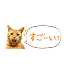 茶トラ 省スペース 吹き出し スタンプ（個別スタンプ：13）