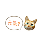 茶トラ 省スペース 吹き出し スタンプ（個別スタンプ：14）