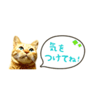 茶トラ 省スペース 吹き出し スタンプ（個別スタンプ：15）