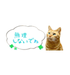 茶トラ 省スペース 吹き出し スタンプ（個別スタンプ：16）
