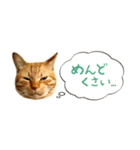 茶トラ 省スペース 吹き出し スタンプ（個別スタンプ：17）