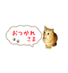 茶トラ 省スペース 吹き出し スタンプ（個別スタンプ：18）