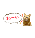 茶トラ 省スペース 吹き出し スタンプ（個別スタンプ：19）