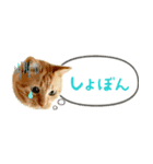 茶トラ 省スペース 吹き出し スタンプ（個別スタンプ：20）