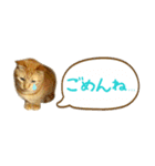 茶トラ 省スペース 吹き出し スタンプ（個別スタンプ：21）