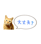 茶トラ 省スペース 吹き出し スタンプ（個別スタンプ：22）