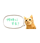 茶トラ 省スペース 吹き出し スタンプ（個別スタンプ：24）