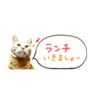 茶トラ 省スペース 吹き出し スタンプ（個別スタンプ：25）