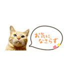 茶トラ 省スペース 吹き出し スタンプ（個別スタンプ：26）