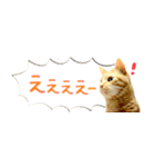 茶トラ 省スペース 吹き出し スタンプ（個別スタンプ：27）