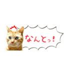 茶トラ 省スペース 吹き出し スタンプ（個別スタンプ：28）