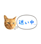 茶トラ 省スペース 吹き出し スタンプ（個別スタンプ：29）