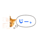 茶トラ 省スペース 吹き出し スタンプ（個別スタンプ：30）