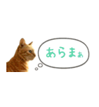 茶トラ 省スペース 吹き出し スタンプ（個別スタンプ：31）