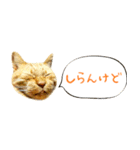 茶トラ 省スペース 吹き出し スタンプ（個別スタンプ：32）