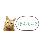 茶トラ 省スペース 吹き出し スタンプ（個別スタンプ：33）