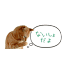 茶トラ 省スペース 吹き出し スタンプ（個別スタンプ：34）