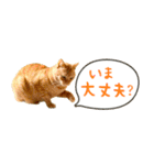 茶トラ 省スペース 吹き出し スタンプ（個別スタンプ：35）