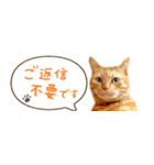 茶トラ 省スペース 吹き出し スタンプ（個別スタンプ：39）