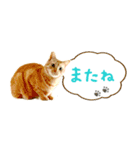 茶トラ 省スペース 吹き出し スタンプ（個別スタンプ：40）