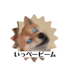 たかし王国 Ver． 3（個別スタンプ：31）