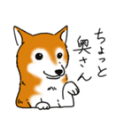 柴犬あれこれ（個別スタンプ：1）