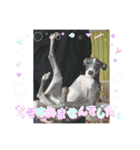 ふたご時々イッヌ（個別スタンプ：11）