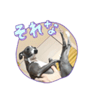 ふたご時々イッヌ（個別スタンプ：12）