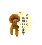 トイプードルのルーディ（個別スタンプ：1）