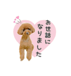 トイプードルのルーディ（個別スタンプ：2）