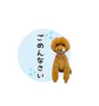 トイプードルのルーディ（個別スタンプ：3）