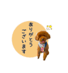 トイプードルのルーディ（個別スタンプ：4）