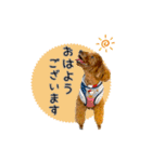 トイプードルのルーディ（個別スタンプ：5）