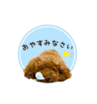 トイプードルのルーディ（個別スタンプ：6）
