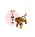トイプードルのルーディ（個別スタンプ：7）