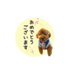 トイプードルのルーディ（個別スタンプ：8）