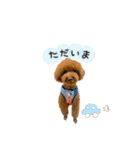 トイプードルのルーディ（個別スタンプ：9）