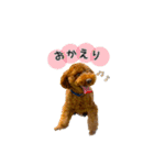トイプードルのルーディ（個別スタンプ：10）