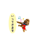 トイプードルのルーディ（個別スタンプ：11）
