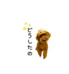トイプードルのルーディ（個別スタンプ：14）
