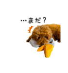 トイプードルのルーディ（個別スタンプ：15）